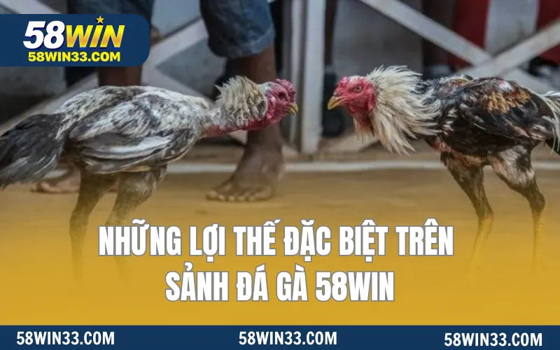 Những lợi thế đặc biệt trên sảnh đá gà 58WIN